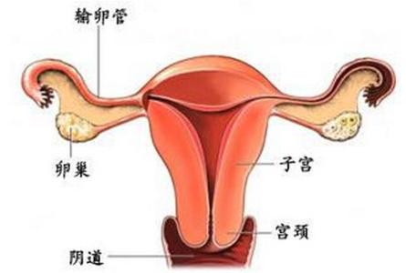 子宫,卵巢,输卵管的位置示意图