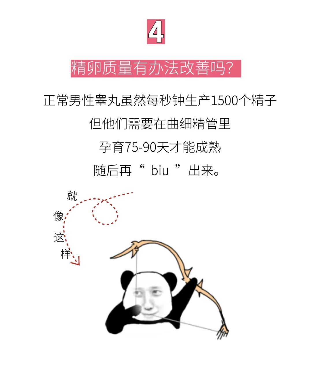 精卵质量有办法改善吗? 正常男性睾丸虽然每秒钟生产1500个精子但他们需要在曲细精管里孕育75-90天才能成熟随后再“ bìu ” 出来。